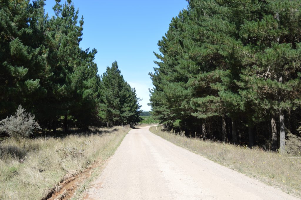 Sunny Corner State Forest